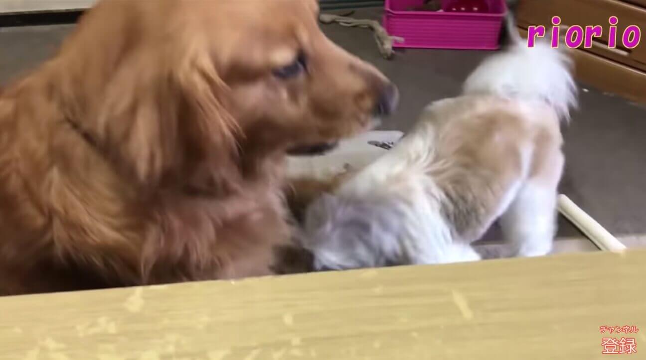 ゴールデンレトリーバー,動画