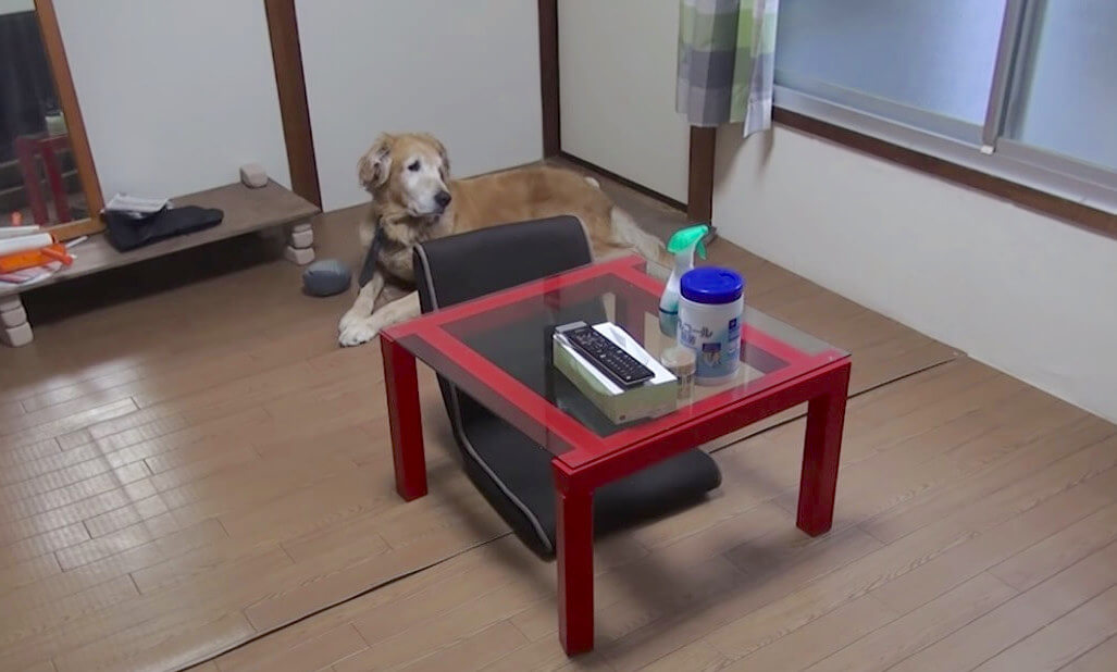 ゴールデンレトリーバー,動画