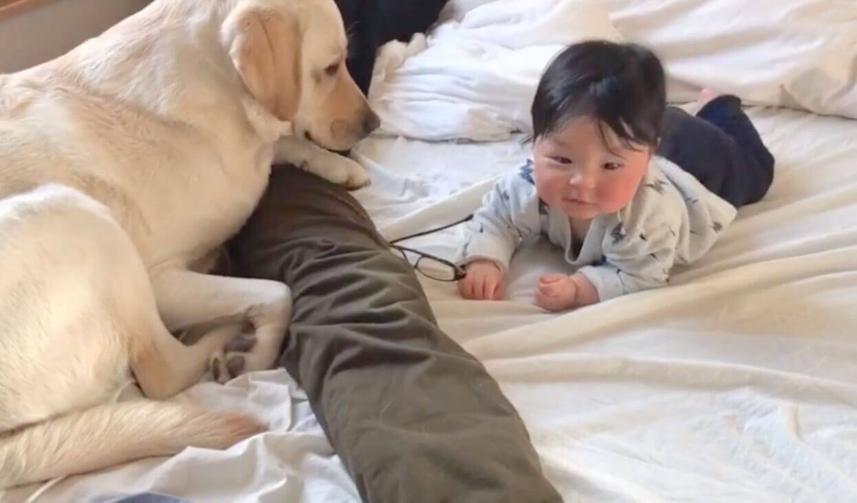 ラブラドールレトリーバー,動画