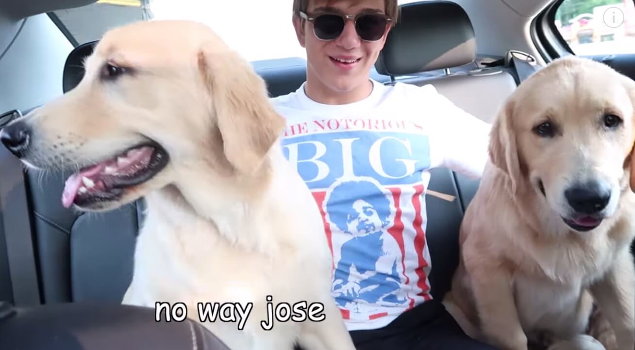 ゴールデンレトリーバー,動画