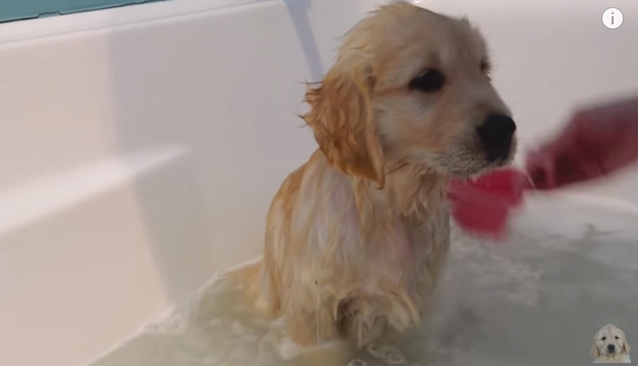 ゴールデンレトリーバー,動画