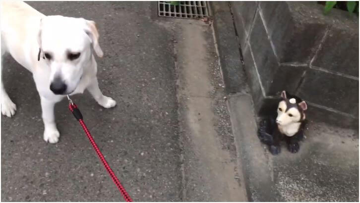 ラブラドールレトリーバー,動画