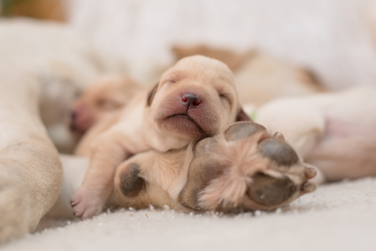 レトリーバー,子犬