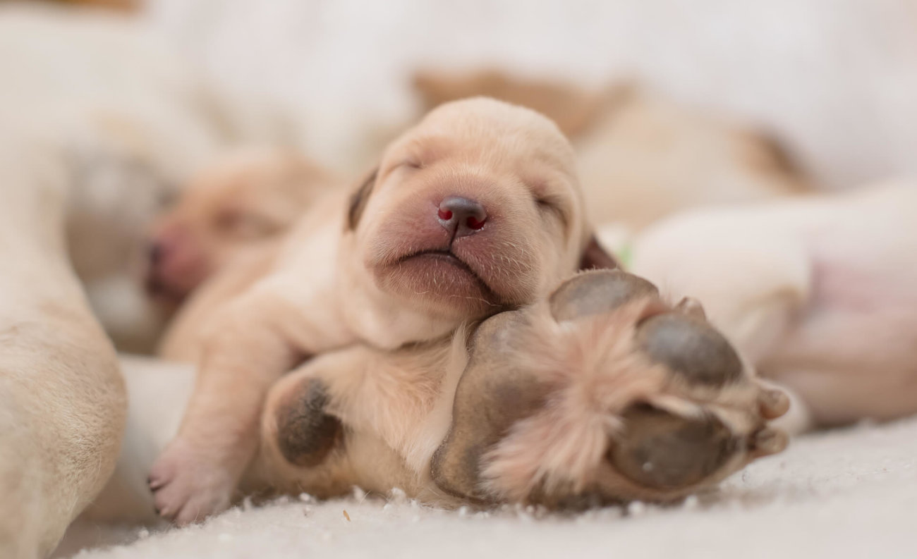 レトリーバー,子犬