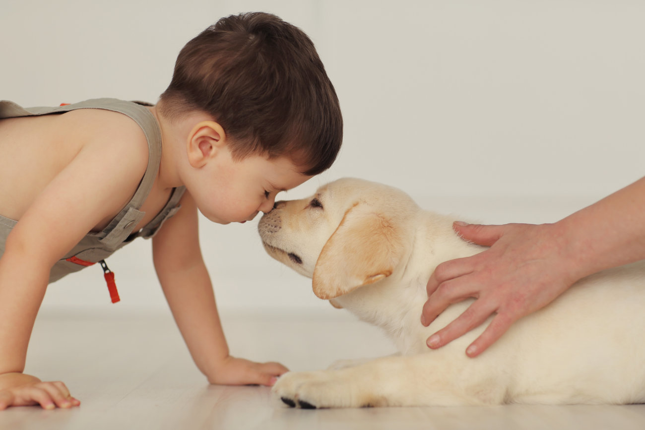 レトリーバー,赤ちゃん