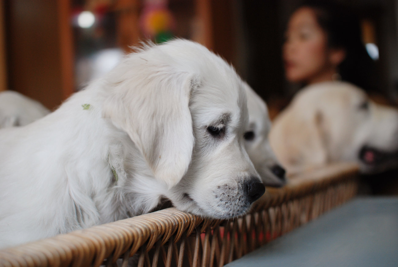 英国ゴールデンレトリーバー,出会い