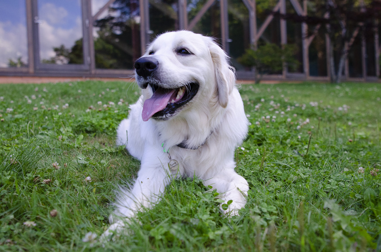 英国ゴールデンレトリーバー,出会い