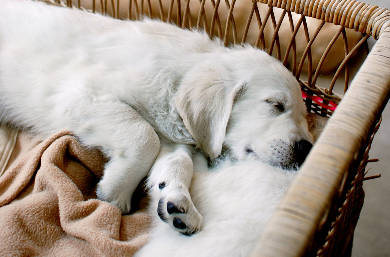 英国ゴールデンレトリーバー,出会い