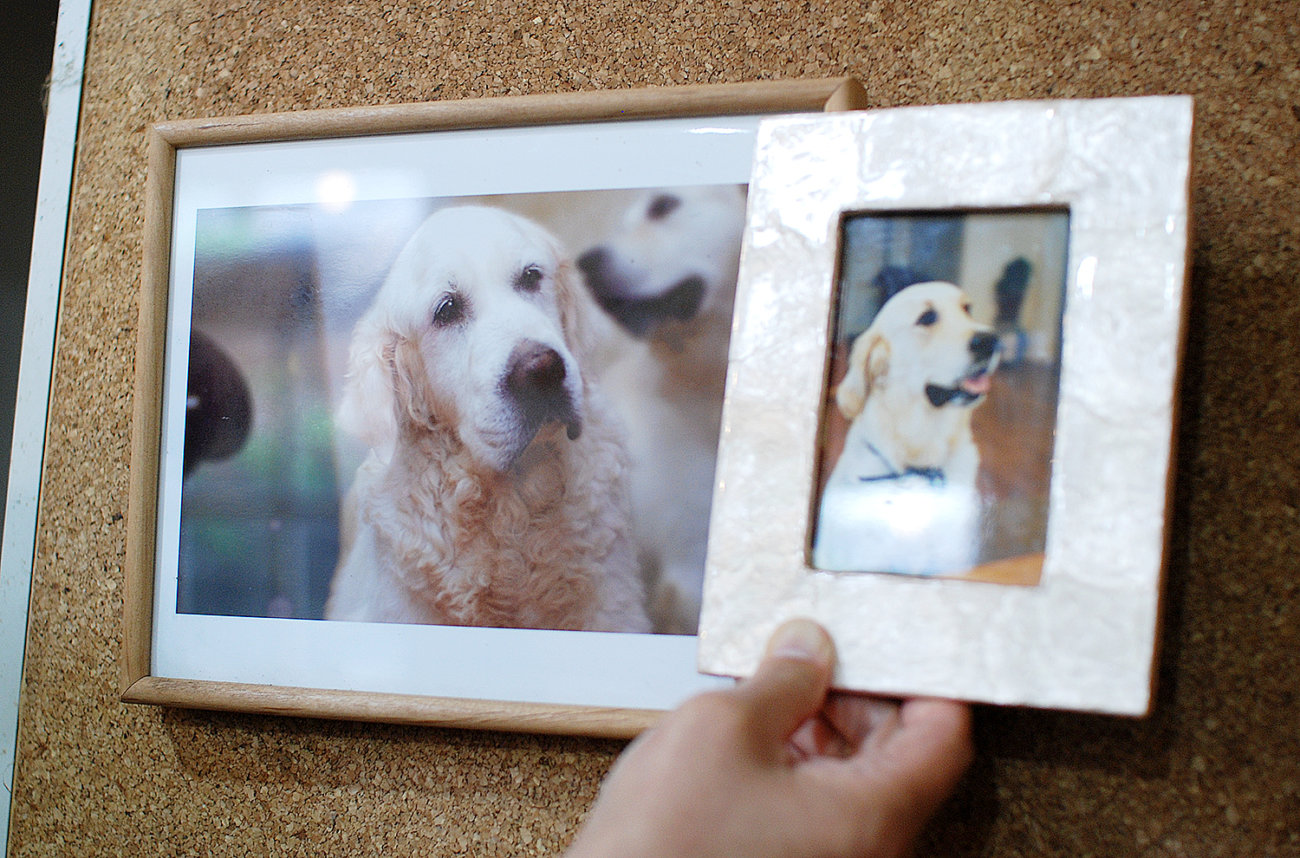 英国ゴールデンレトリーバー,出会い