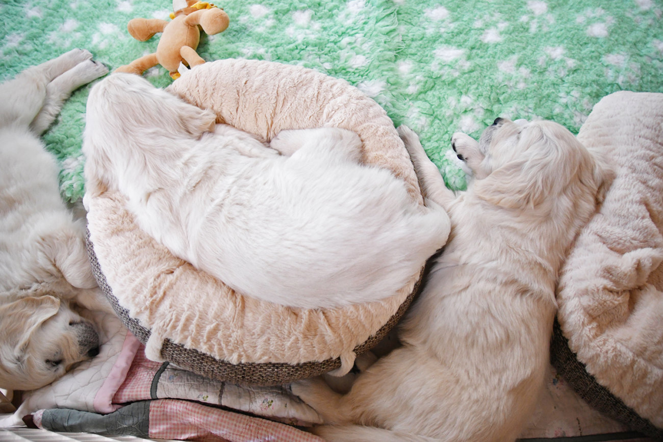 英国ゴールデンレトリーバー,出会い