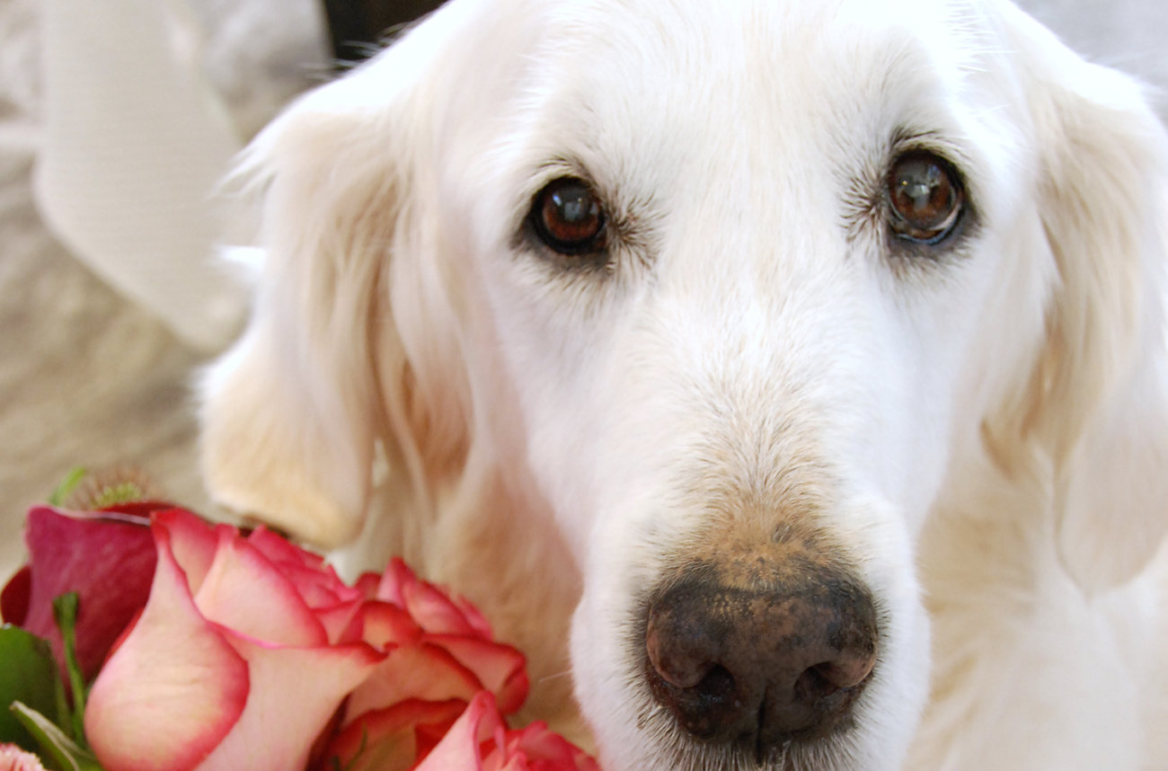 英国ゴールデンレトリーバー,出会い