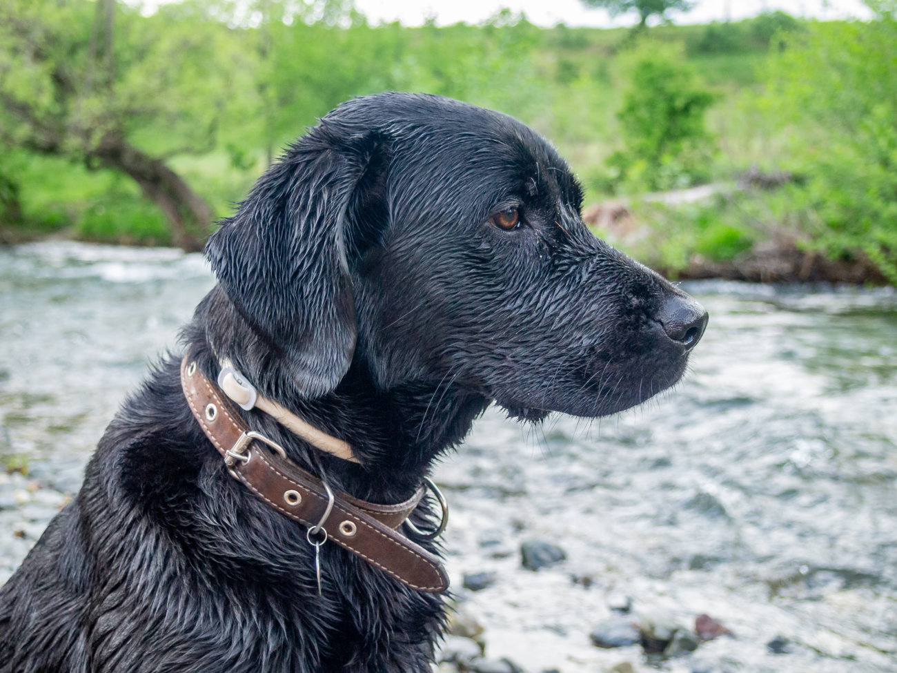 カートラジャパン,レトリーバー