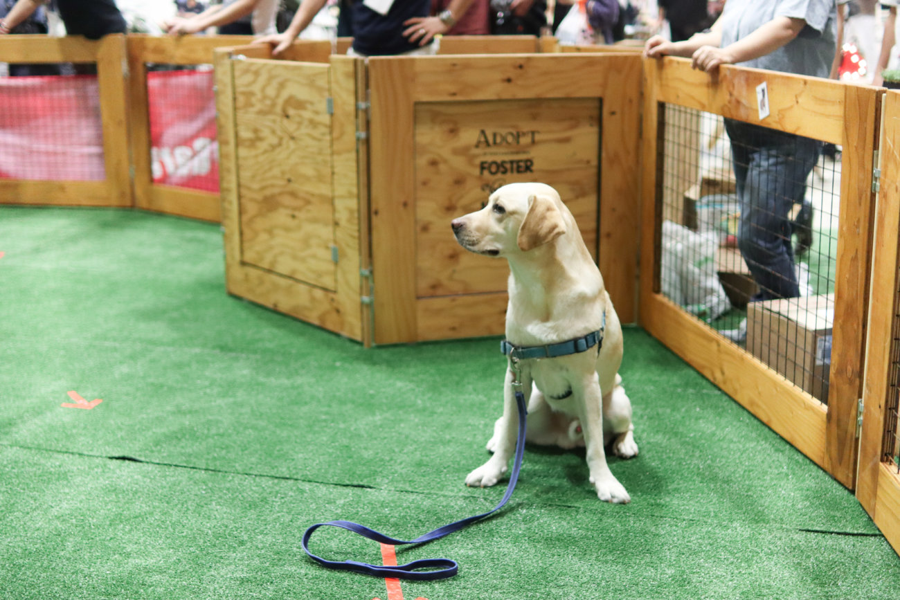 カートラジャパン,レトリーバー