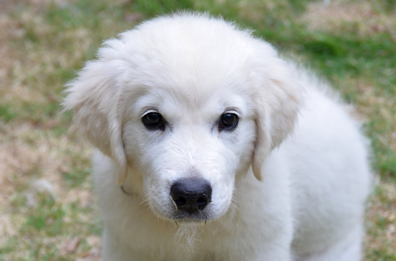 レトリーバー,写真