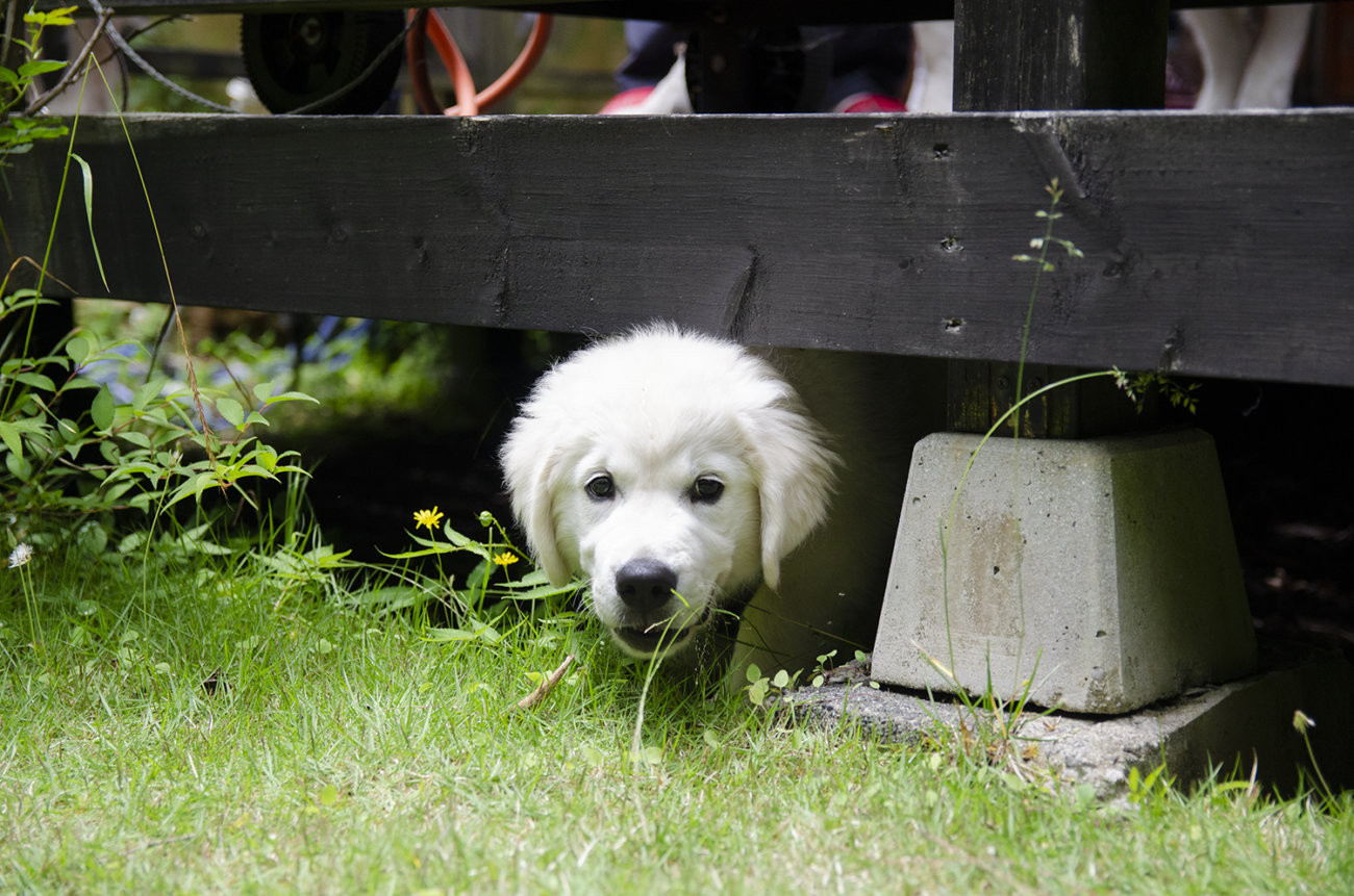 レトリーバー,写真