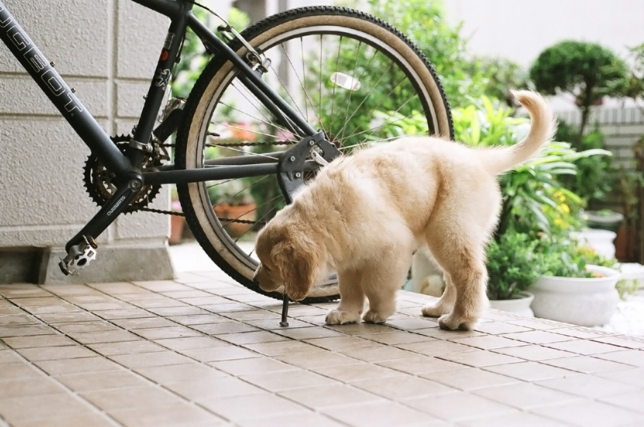 レトリーバー,写真