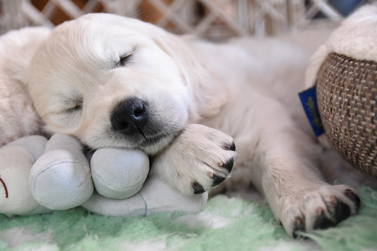 レトリーバー,写真