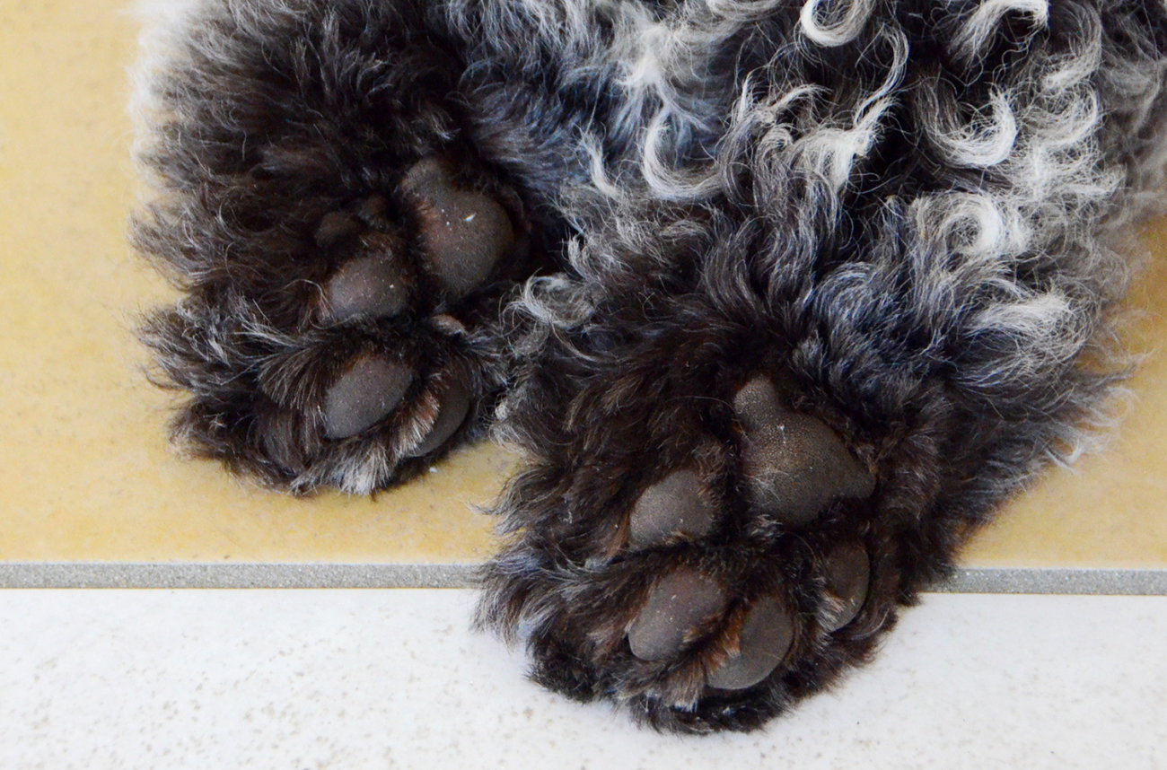 レトリーバー,写真