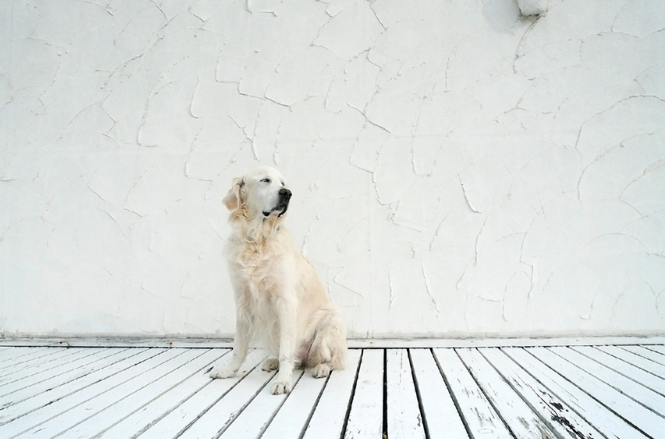 レトリーバー,写真