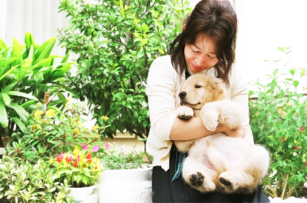 レトリーバー,写真