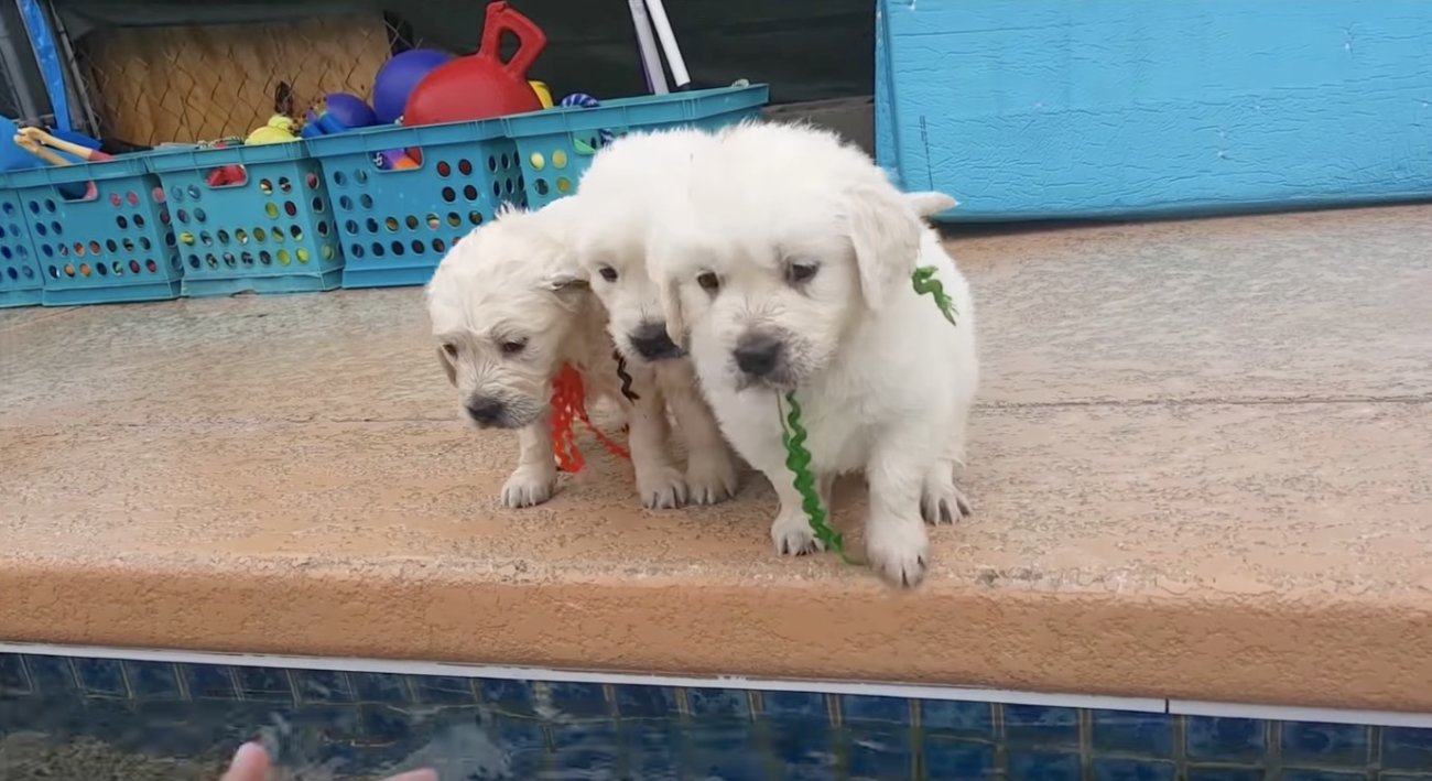 ゴールデンレトリーバー,動画