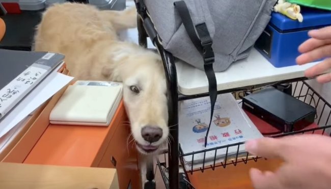 ゴールデンレトリーバー,動画