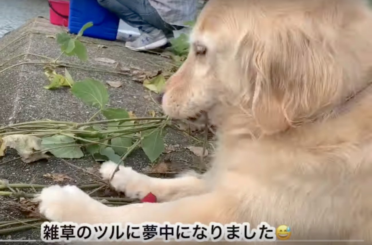 ゴールデンレトリーバー,動画