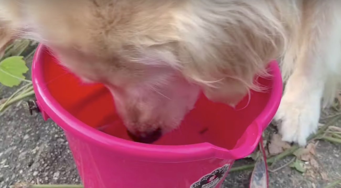 ゴールデンレトリーバー,動画