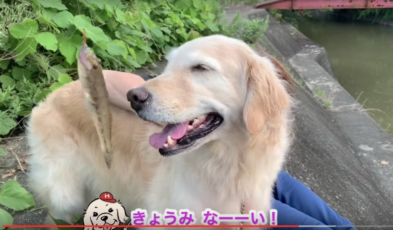ゴールデンレトリーバー,動画