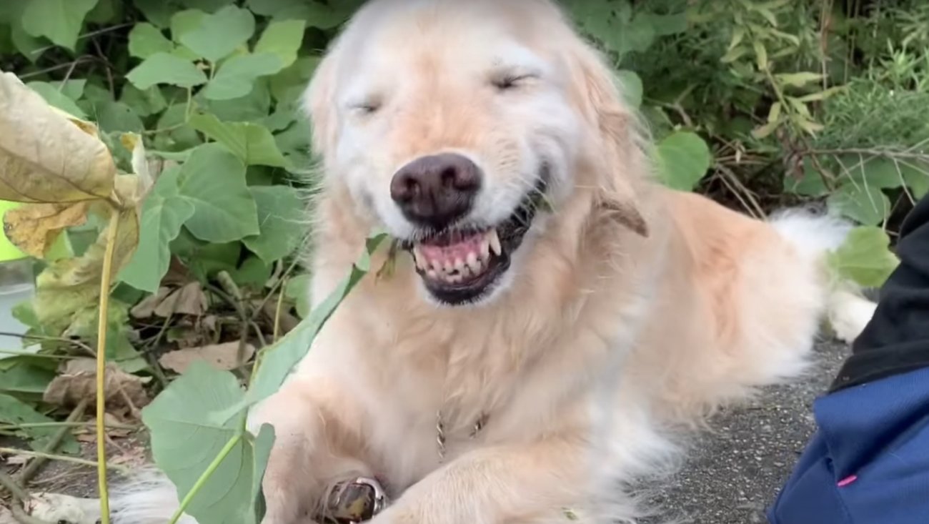 ゴールデンレトリーバー,動画