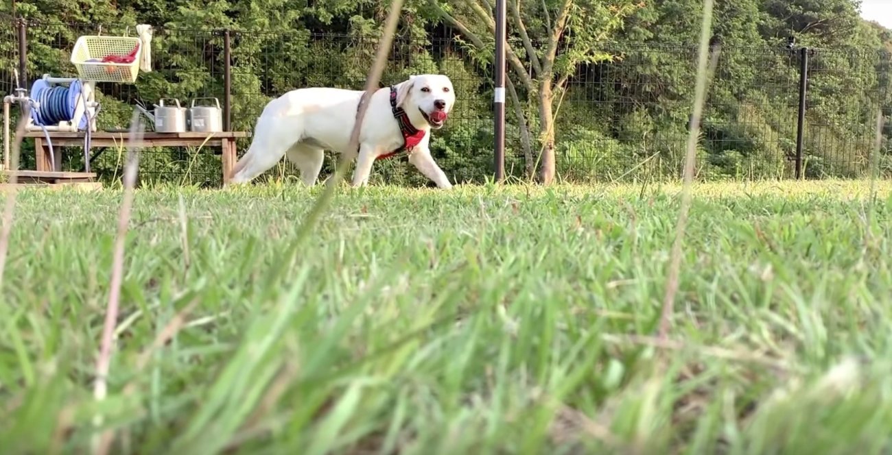 ラブラドールレトリーバー,動画