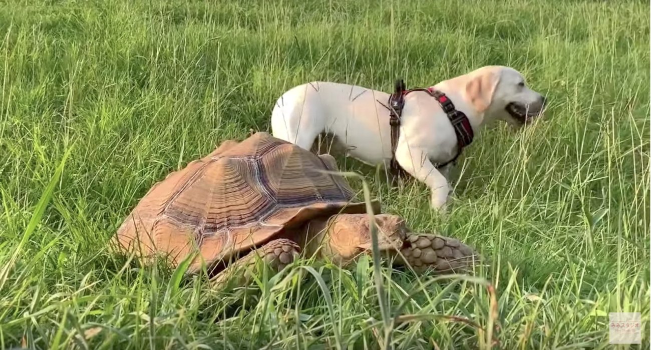 ラブラドールレトリーバー,動画