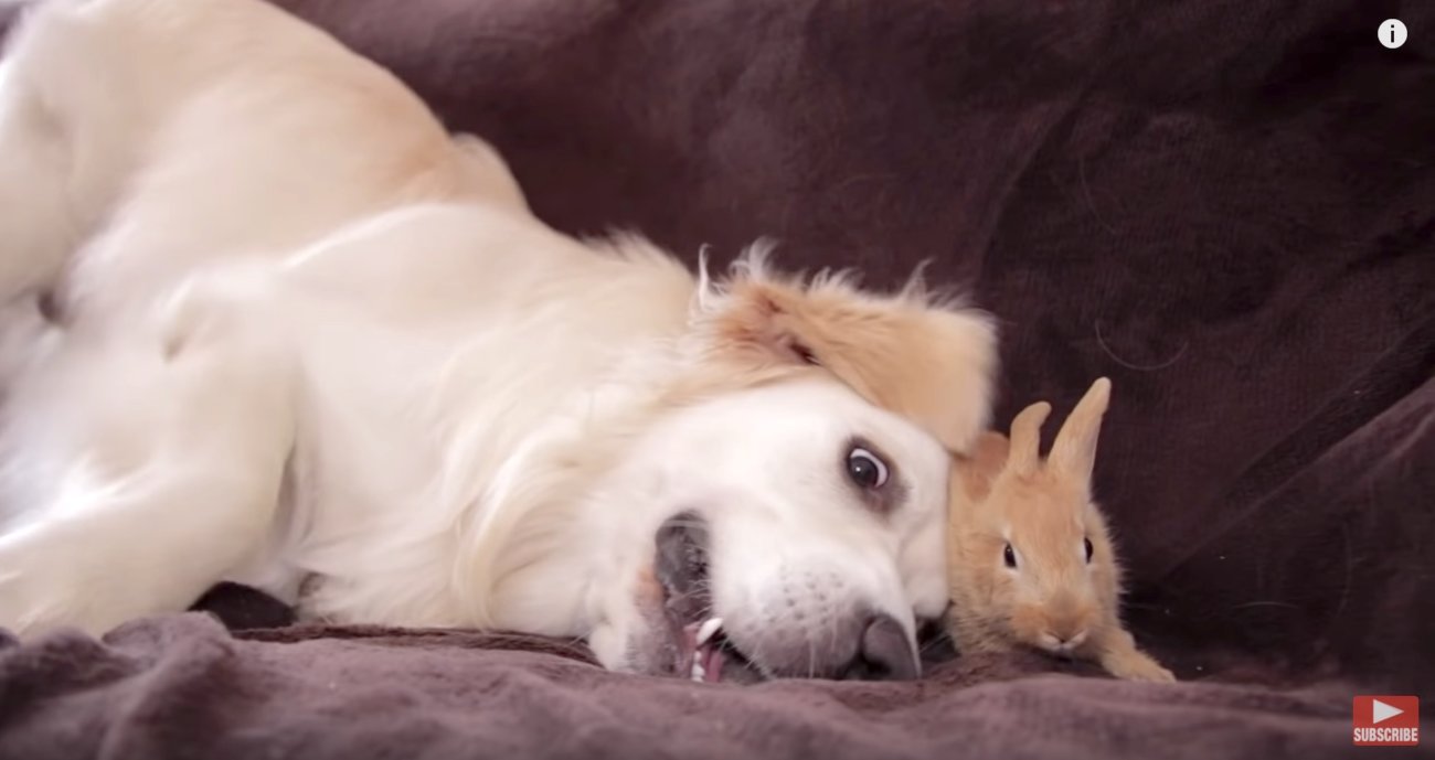 ゴールデンレトリーバー,動画