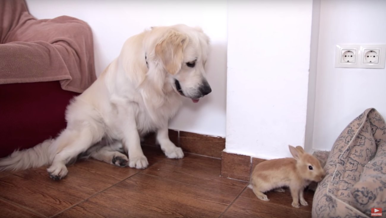 ゴールデンレトリーバー,動画