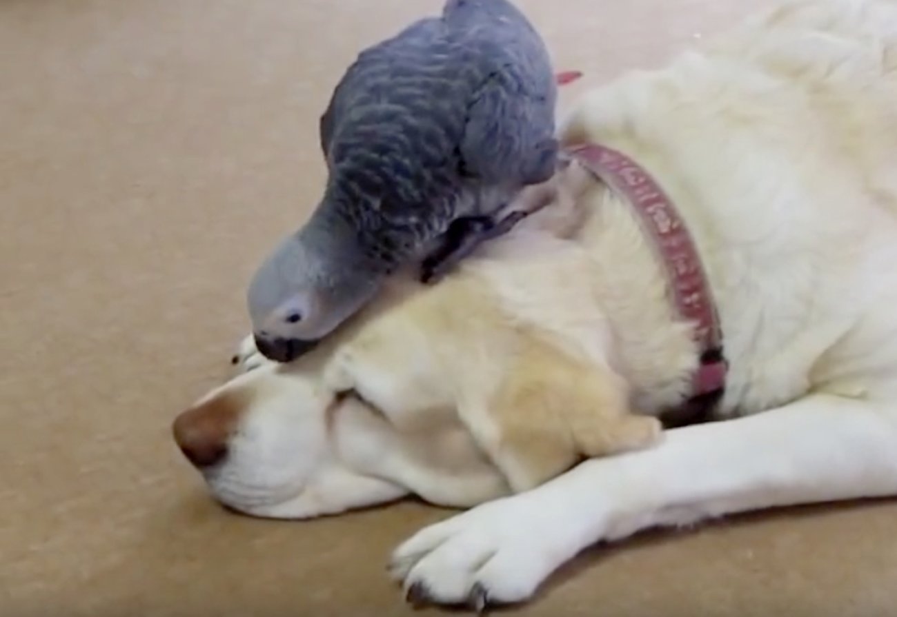 ラブラドールレトリーバー,動画