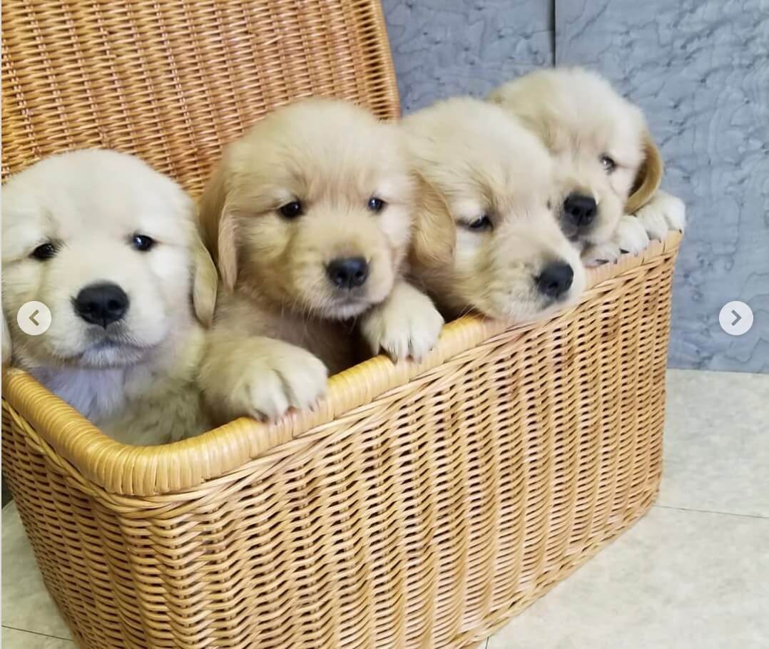 ゴールデンレトリーバー,出会い