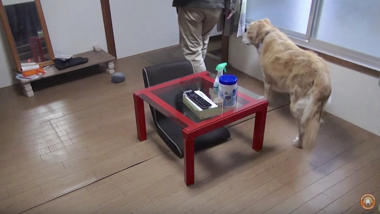 ゴールデンレトリーバー,動画