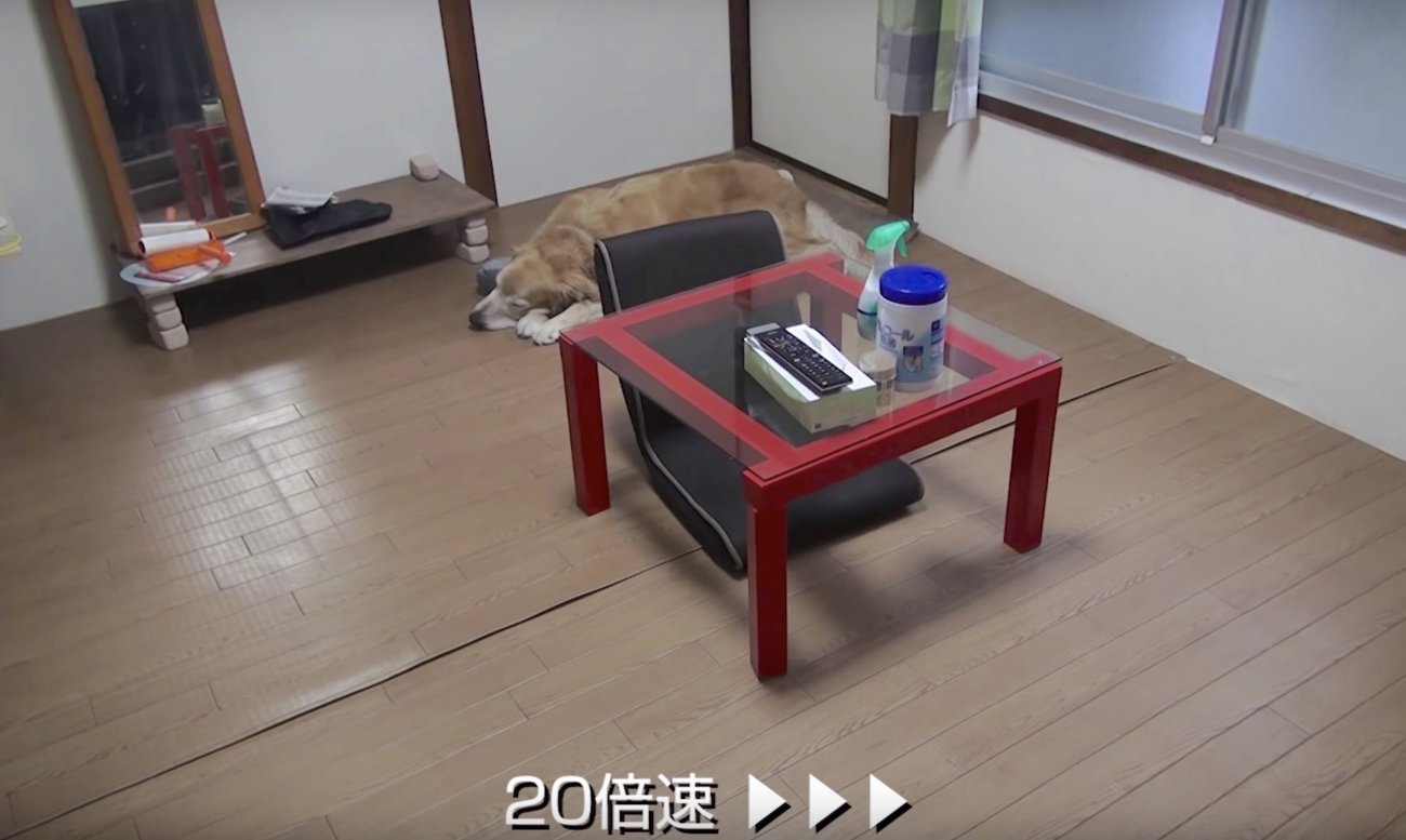 ゴールデンレトリーバー,動画