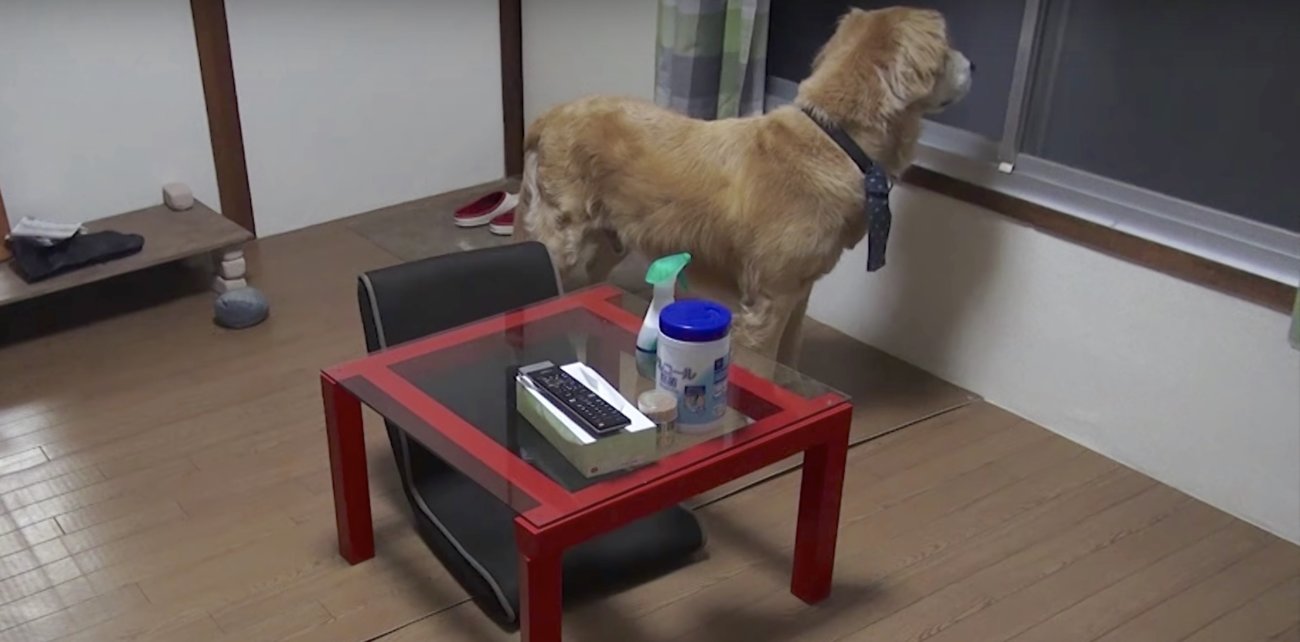 ゴールデンレトリーバー,動画