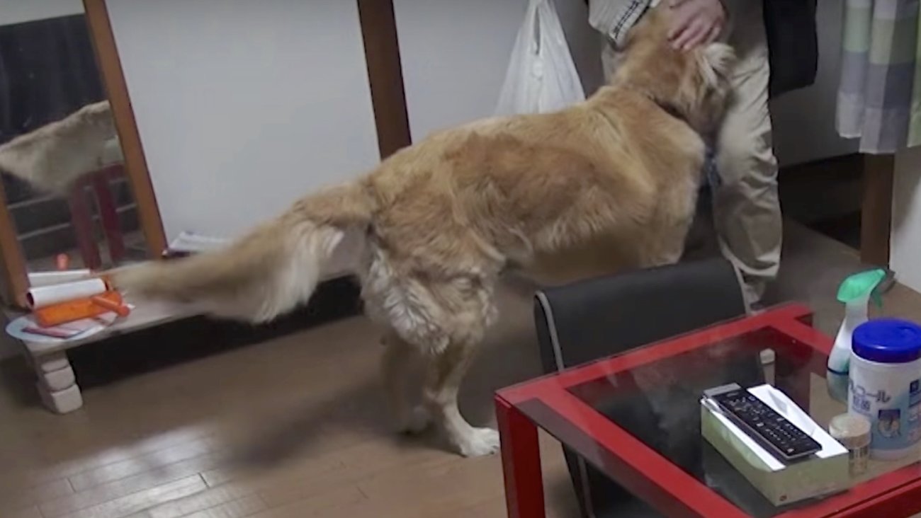 ゴールデンレトリーバー,動画