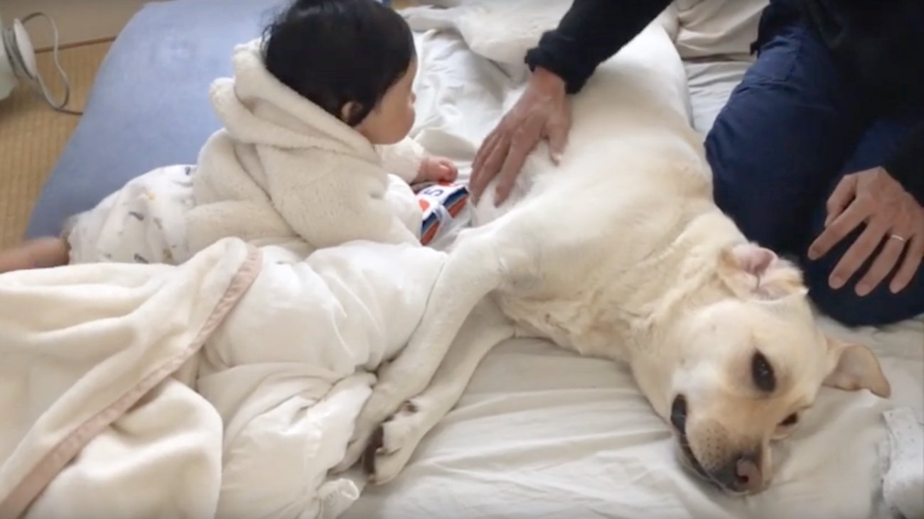 ラブラドールレトリーバー,動画