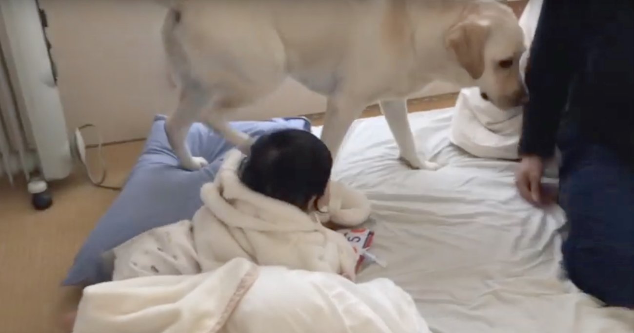 ラブラドールレトリーバー,動画