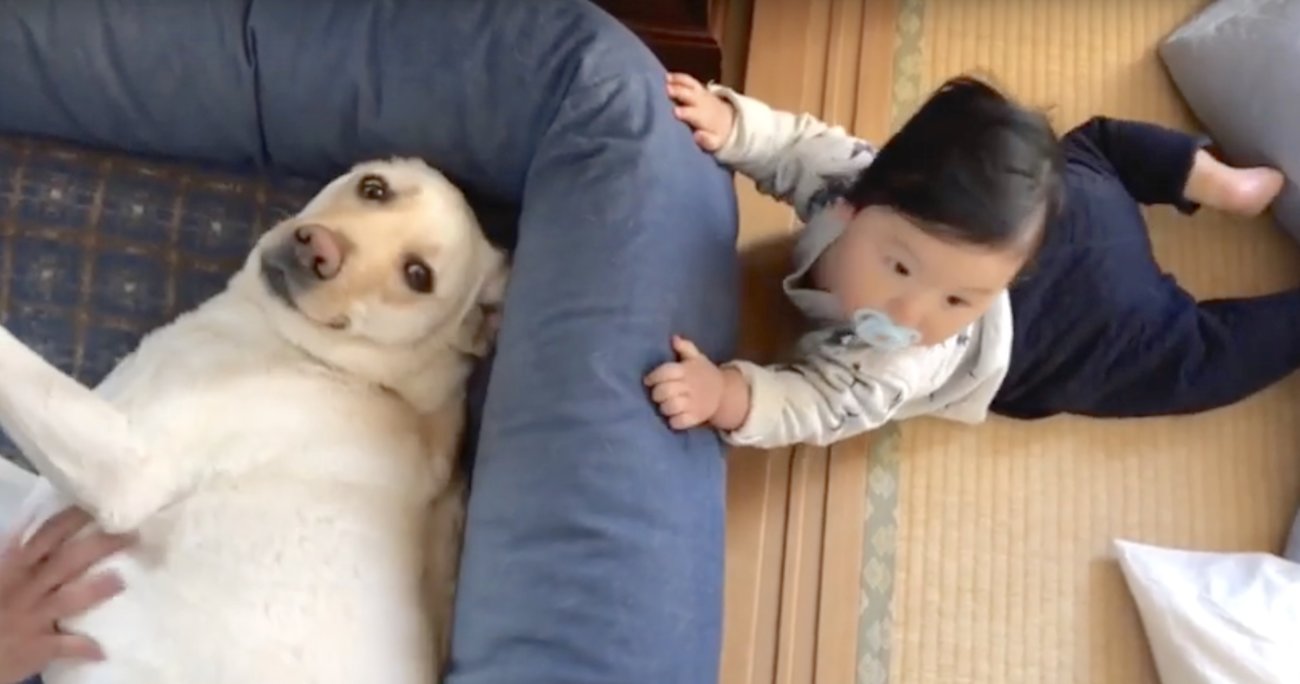 ラブラドールレトリーバー,動画