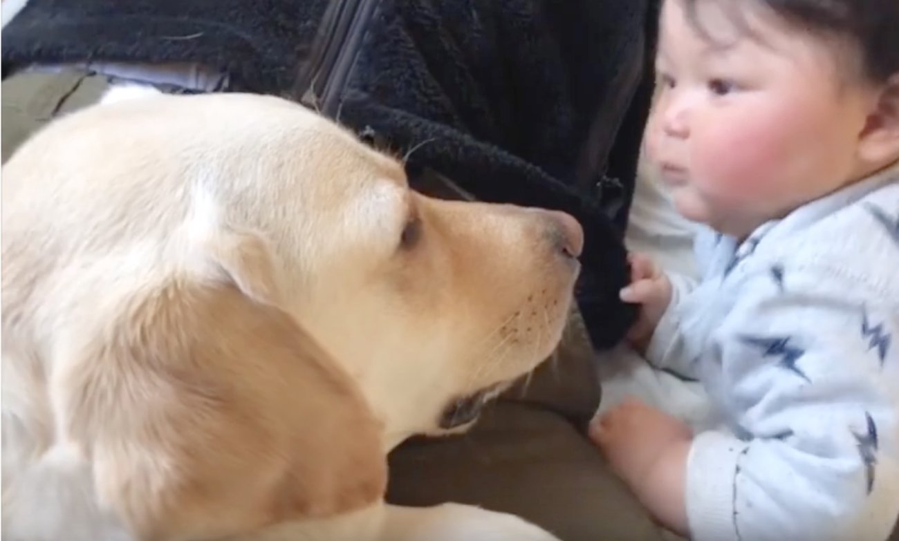 ラブラドールレトリーバー,動画