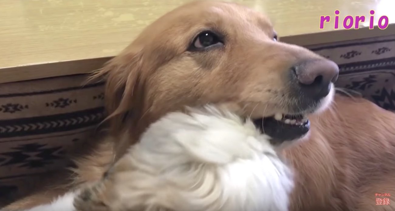 ゴールデンレトリーバー,動画