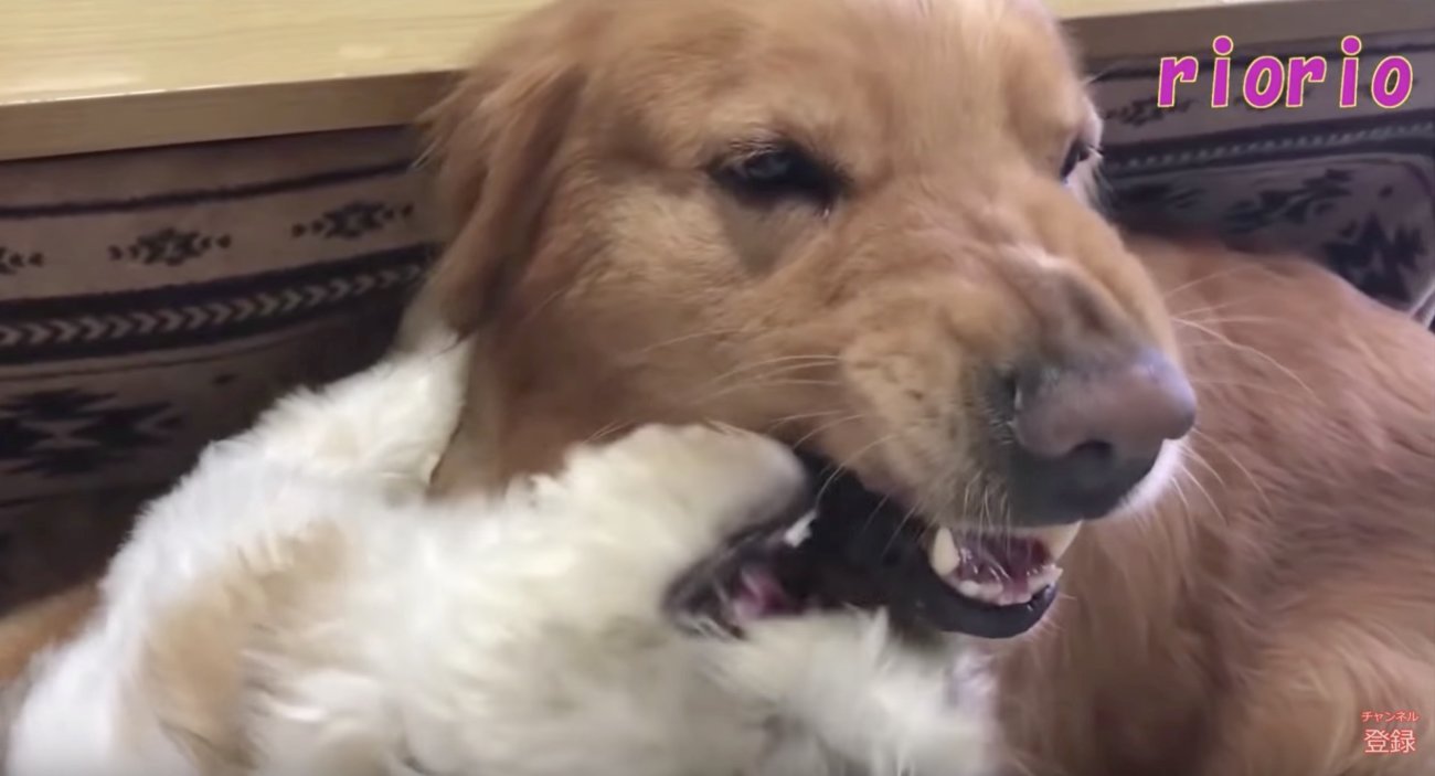 ゴールデンレトリーバー,動画