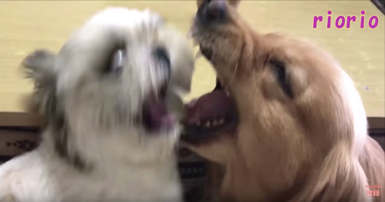 ゴールデンレトリーバー,動画