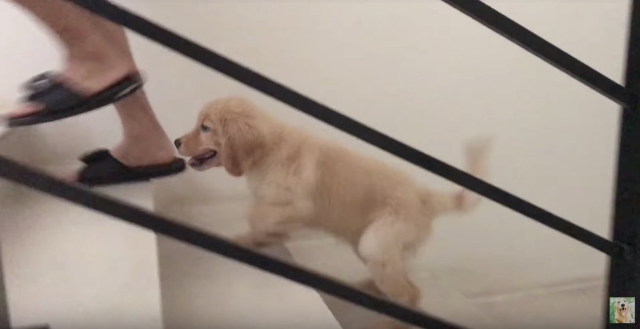 ゴールデンレトリーバー,動画