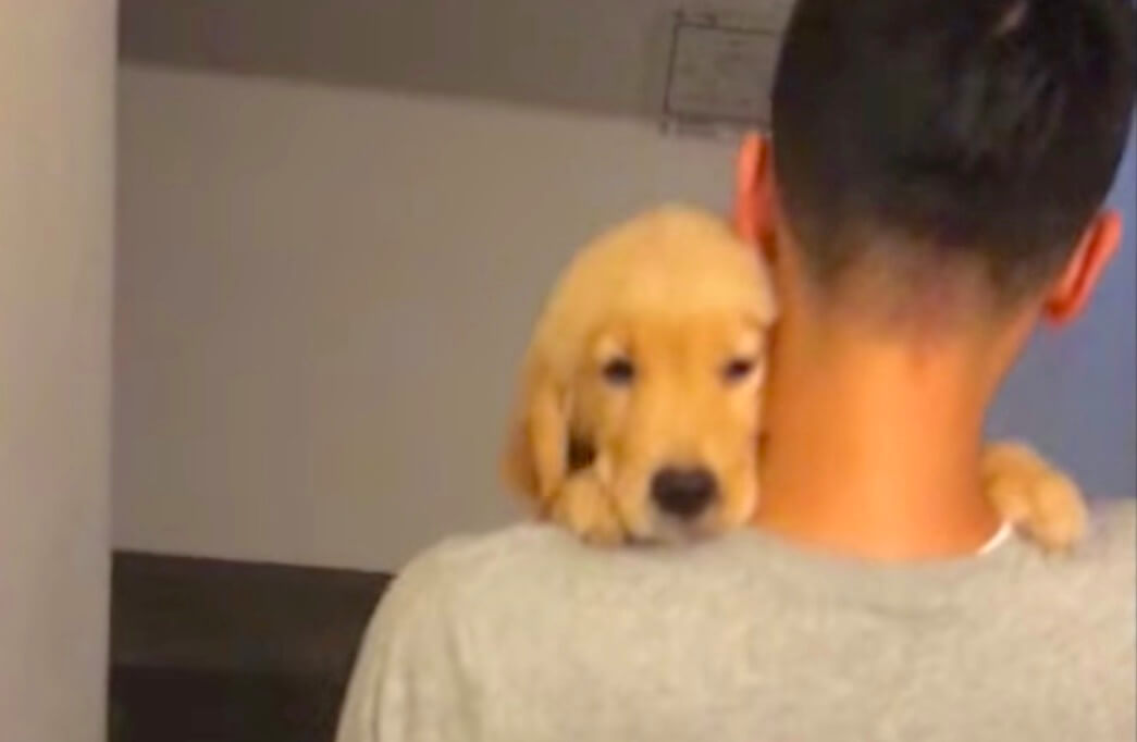 ゴールデンレトリーバー,動画