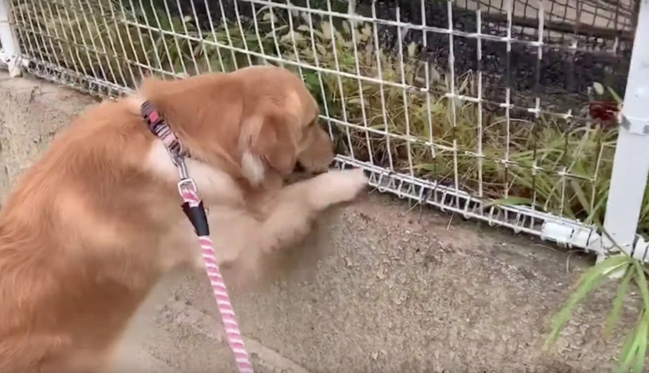 ゴールデンレトリーバー,動画